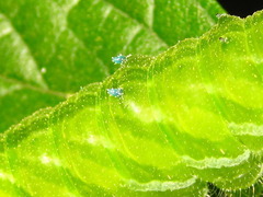 Hestina assimilis