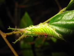 Hestina assimilis