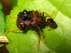 Paroplapoderus angulipennis