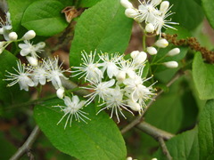 Symplocos sawafutagi