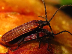 Benibotarus spinicoxis