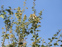 Vireo bellii