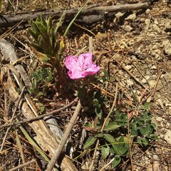 Oenothera deserticola