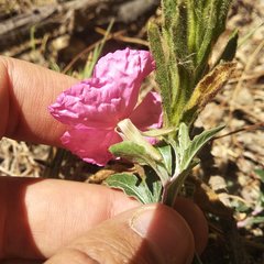 Oenothera deserticola