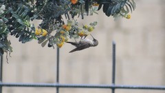 Oreotrochilus estella