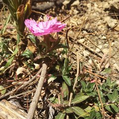 Oenothera deserticola
