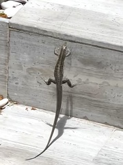 Pholidoscelis griswoldi