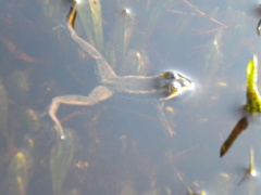 Lithobates virgatipes