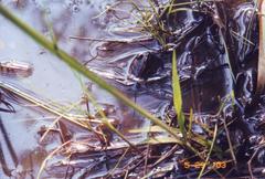 Lithobates virgatipes