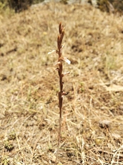 Schiedeella transversalis