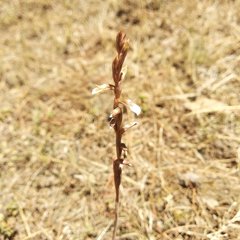 Schiedeella transversalis