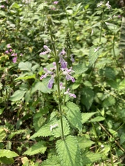 Stachys geobombycis