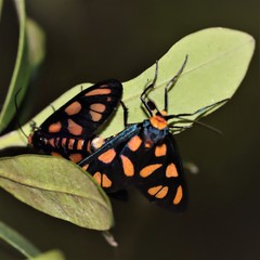 Amata annulata
