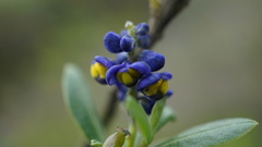 Monnina salicifolia