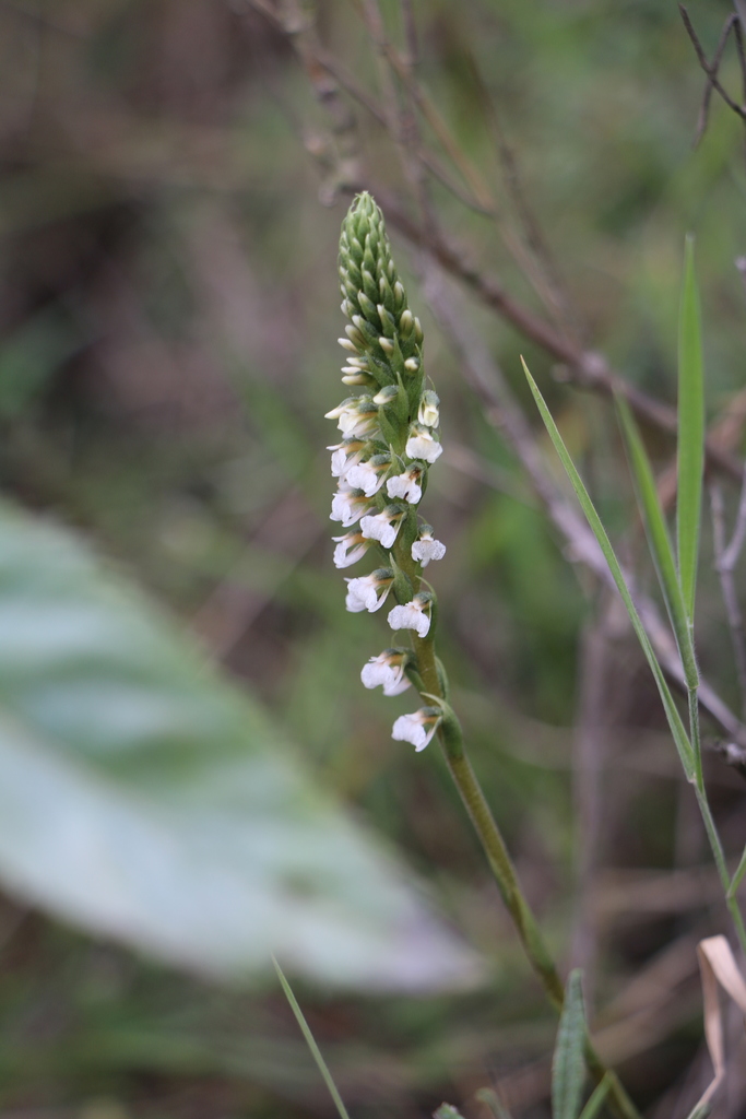 Cyclopogon peruvianus