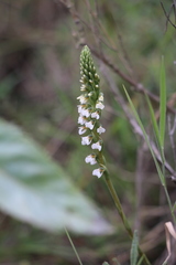 Cyclopogon peruvianus