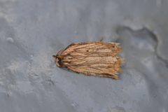 Planotortrix notophaea