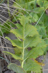 Sonchus grandifolius