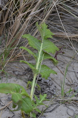 Sonchus grandifolius
