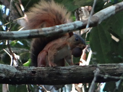 Sciurus spadiceus