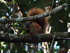 Sciurus spadiceus