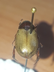 Cyclocephala melanocephala