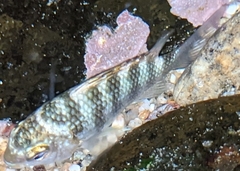 Abudefduf declivifrons