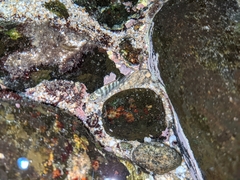 Abudefduf declivifrons