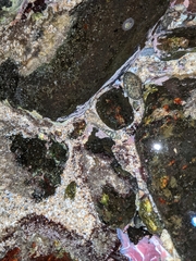 Abudefduf declivifrons