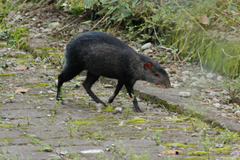 Dasyprocta fuliginosa