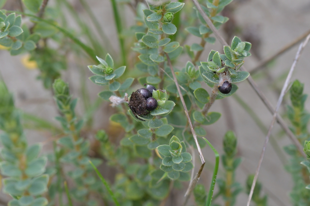 Pimelea villosa, Waitangi, NZ-CI, NZ, by christopherstephens