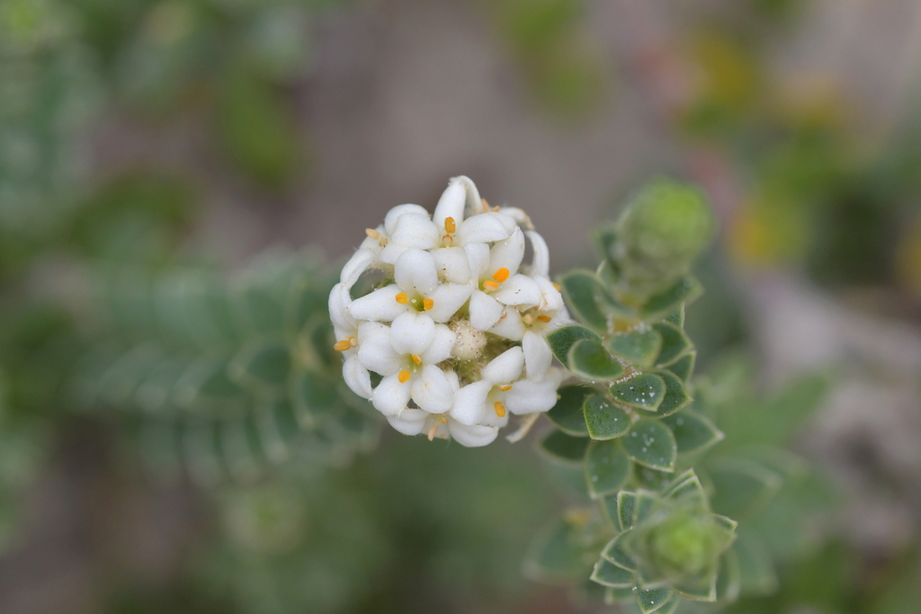 Pimelea villosa, Waitangi, NZ-CI, NZ, by christopherstephens