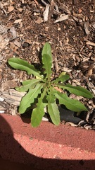 Lactuca serriola