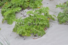 Sonchus grandifolius