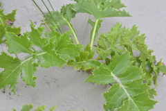 Sonchus grandifolius