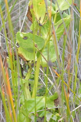 Sonchus grandifolius