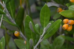 Corokia macrocarpa