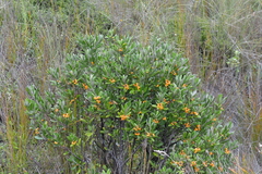 Corokia macrocarpa