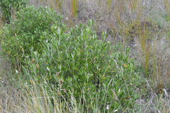Corokia macrocarpa