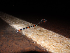 Micrurus lemniscatus