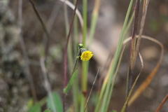 Hieracium avilae