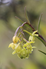 Epidendrum zipaquiranum