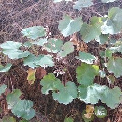 Heuchera longipetala orizabensis