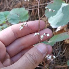 Heuchera longipetala orizabensis