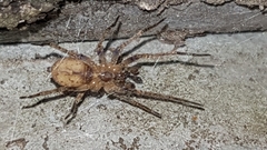 Anyphaena accentuata