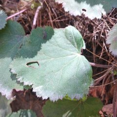 Heuchera longipetala orizabensis