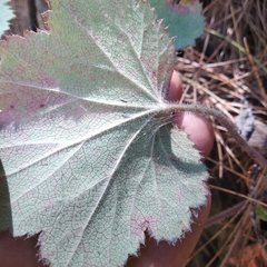Heuchera longipetala orizabensis