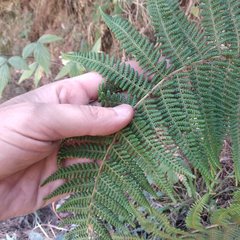 Polystichum speciosissimum