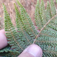 Polystichum speciosissimum