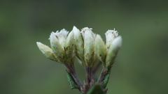 Chromolaena bullata